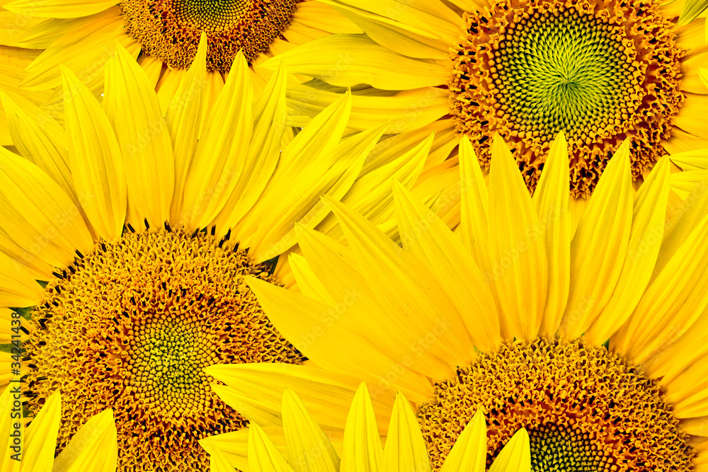 Naklejka premium sunflower background