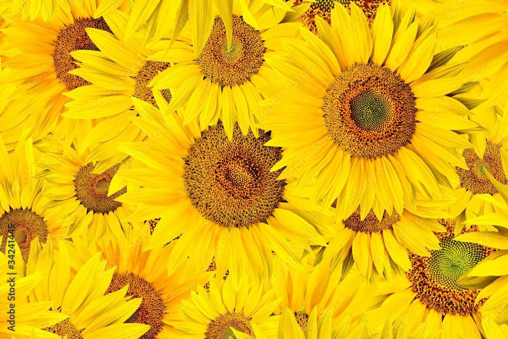 Naklejka premium sunflower background