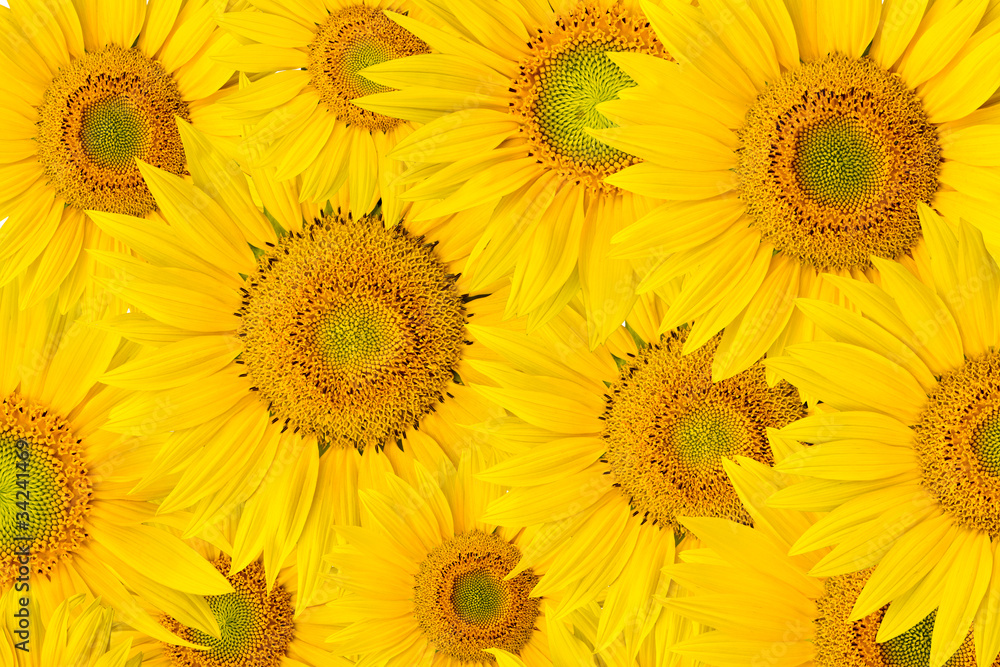 Fototapeta premium background made of close-up of sunflower heads, shot from top