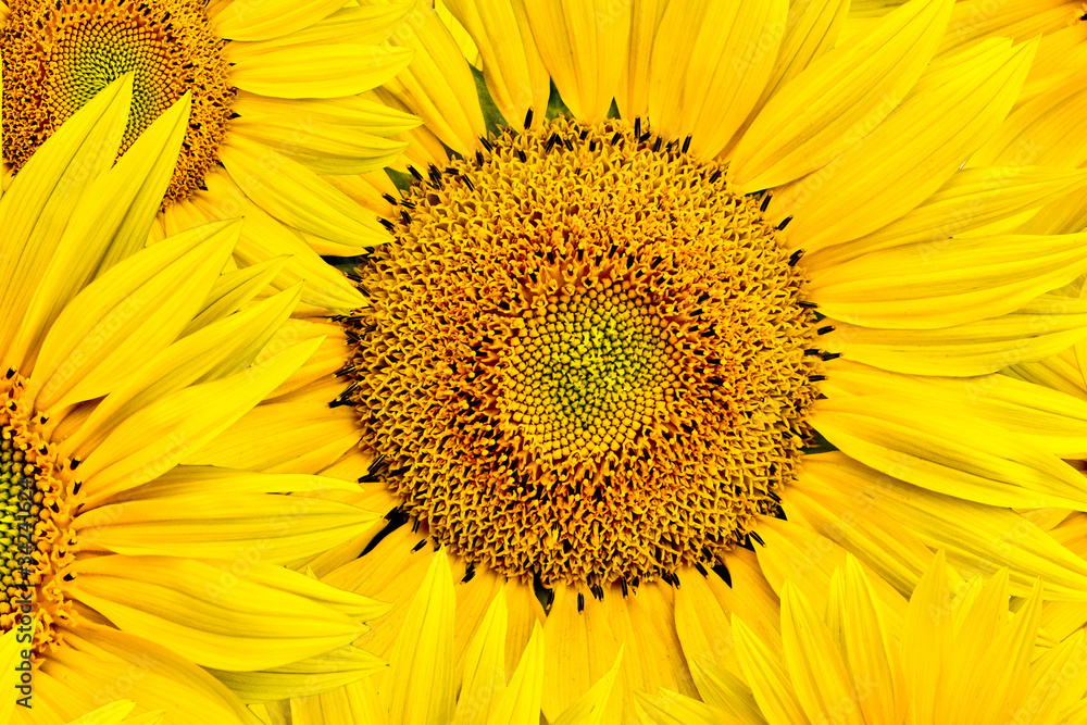Fototapeta premium sunflower background