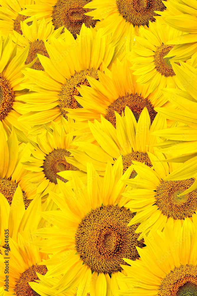 Fototapeta premium sunflower background
