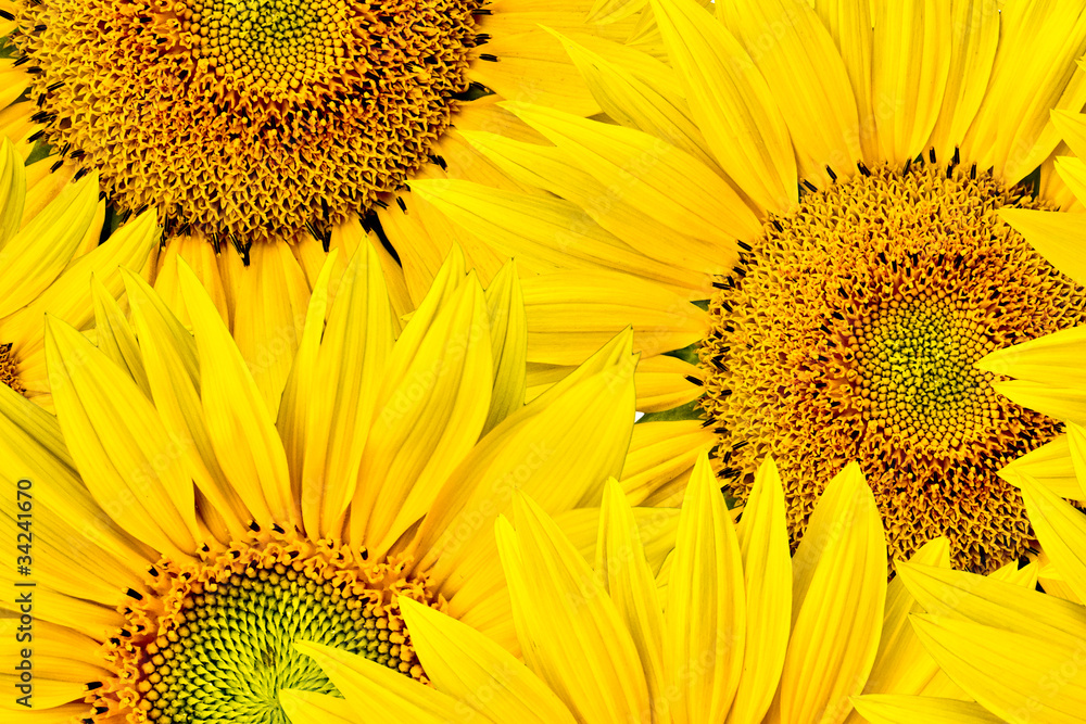 Obraz premium background made of close-up of sunflower heads, shot from top