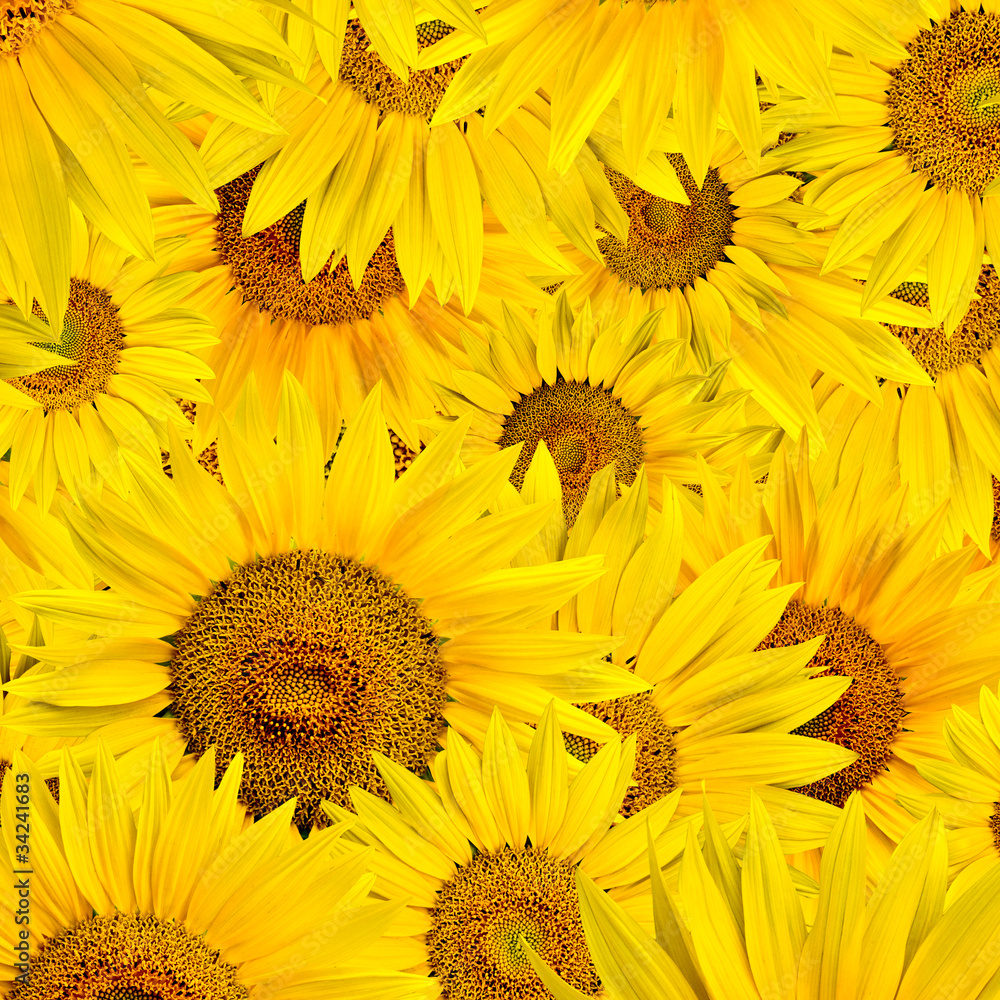 Naklejka premium sunflower background