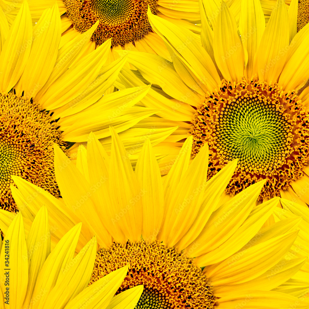 Naklejka premium sunflower background