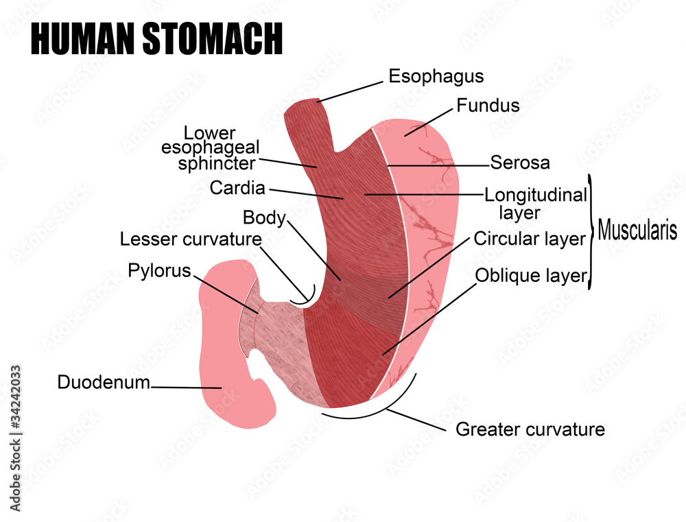human stomach Stock Vector Adobe Stock human stomach Stock Vector Adobe Stock