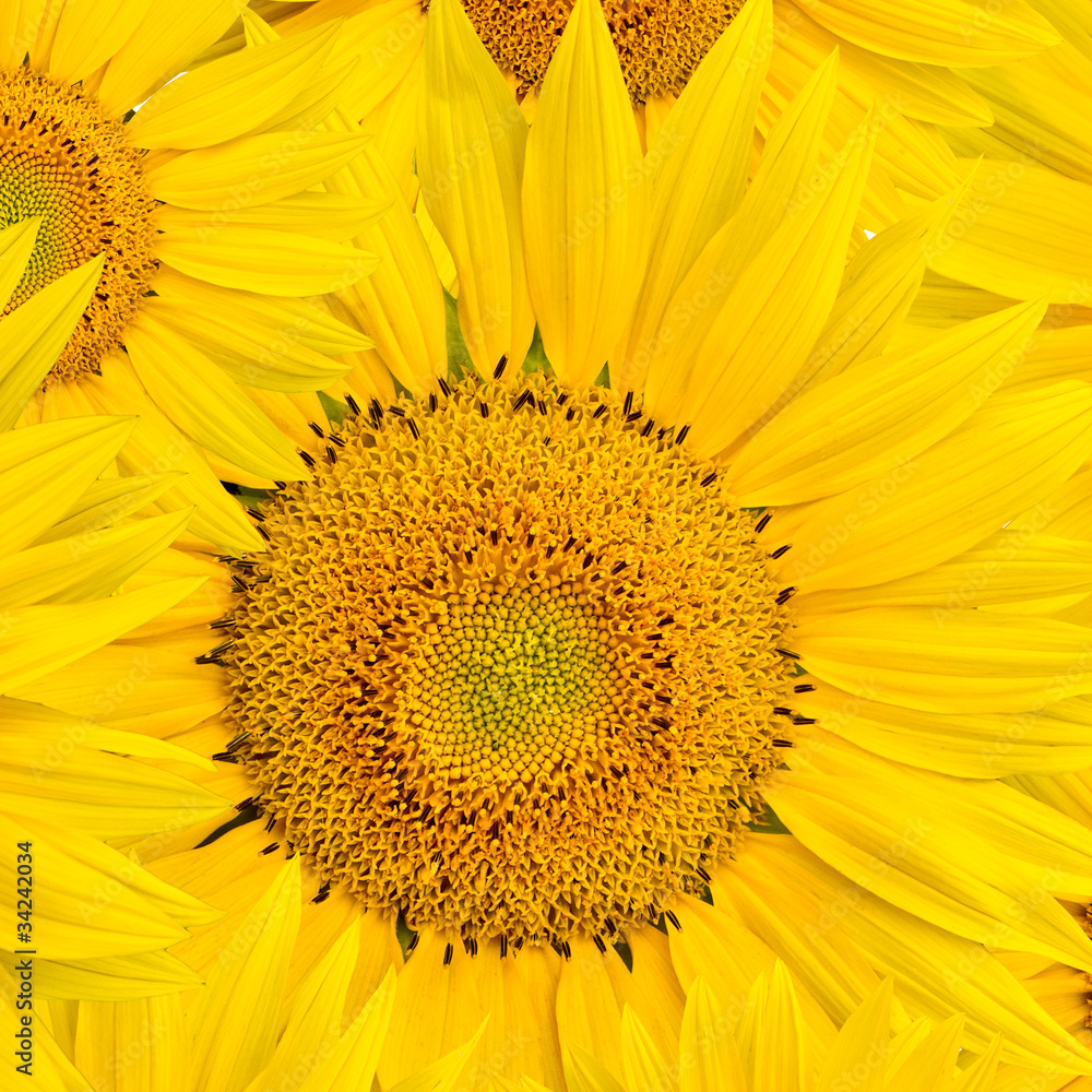 Obraz premium background made of beautiful sunflowers