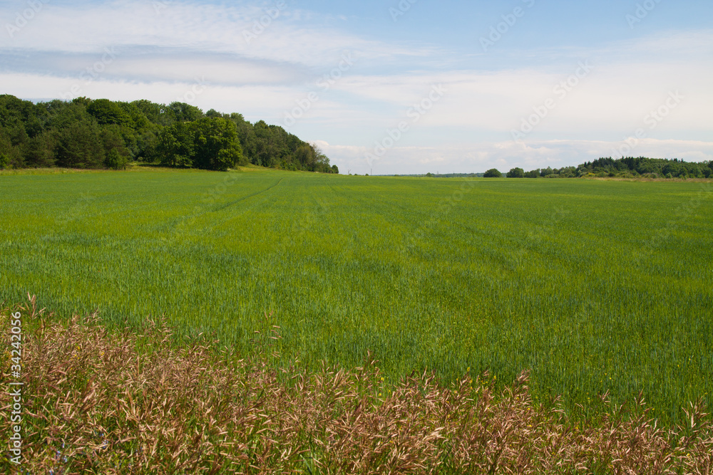 Barley field in summer day