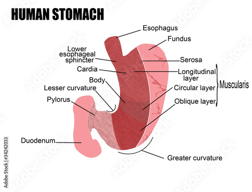 human stomach