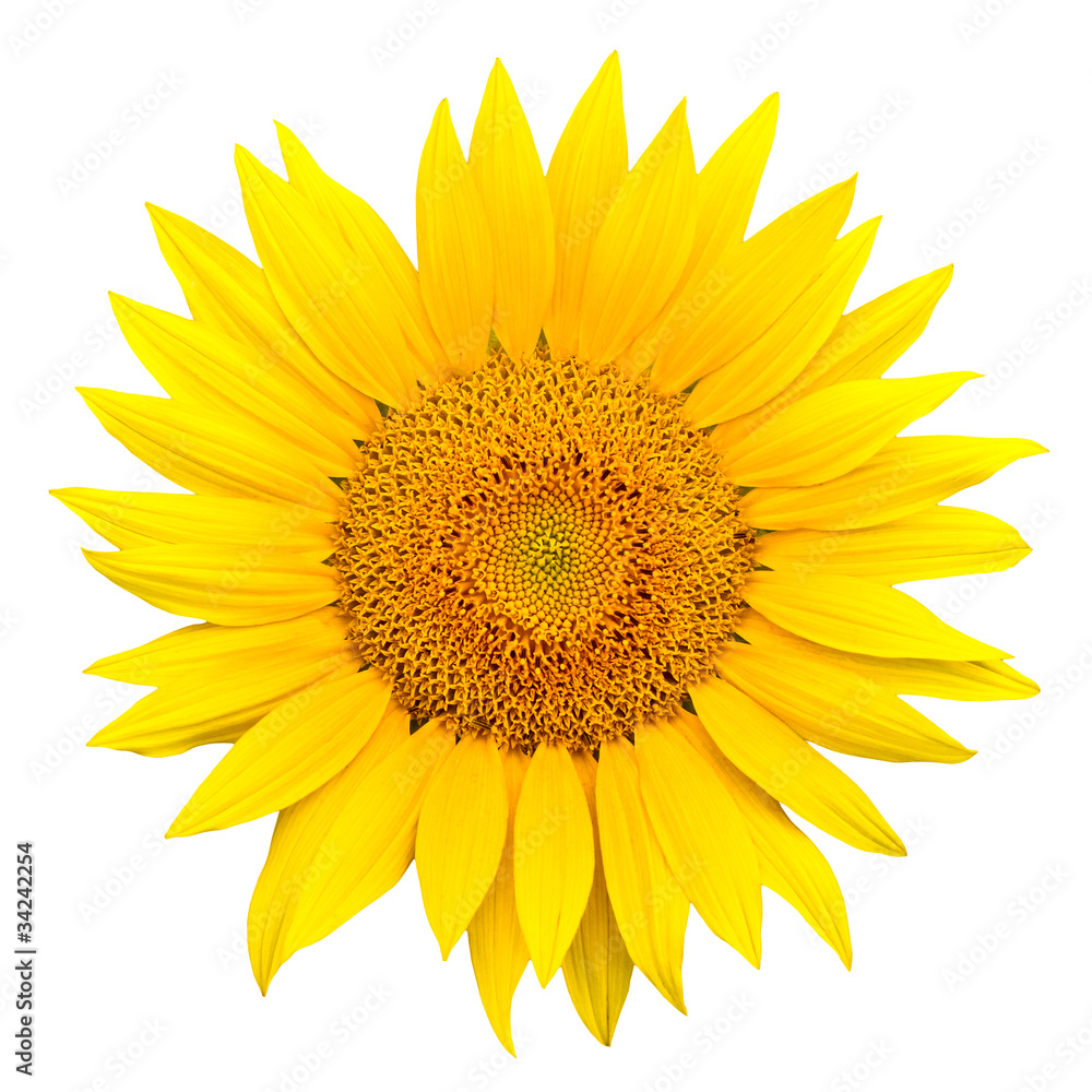 Fototapeta premium sunflower