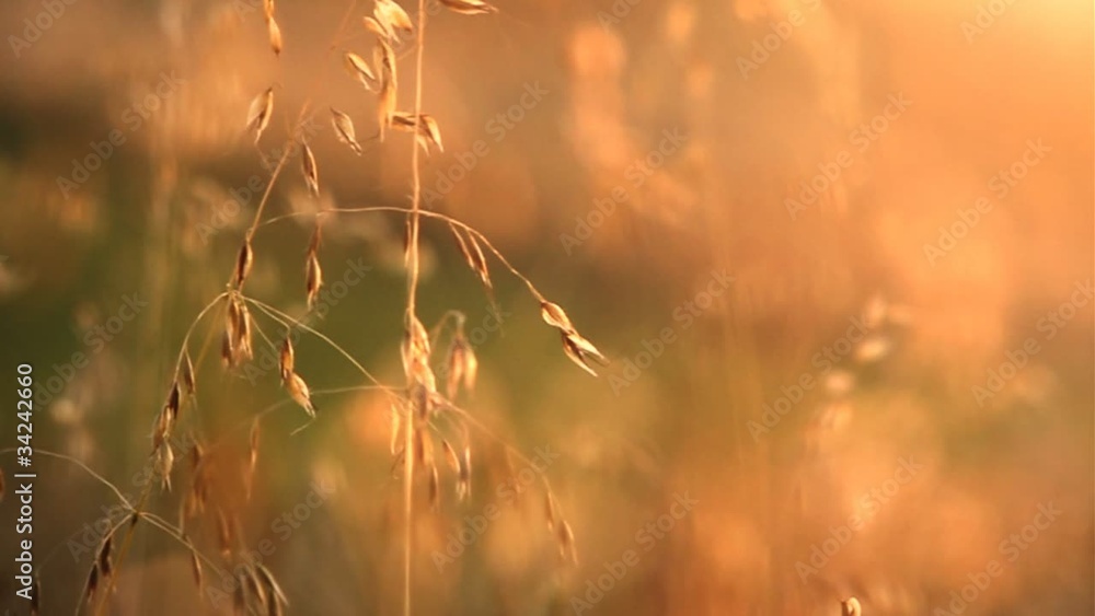 Mature cereal crop. Beautiful sunshine. Mature cereal crop. Beautiful sunshine.