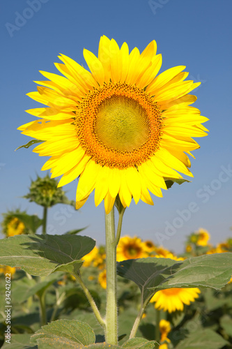 amazing sunflowers and blue sky background