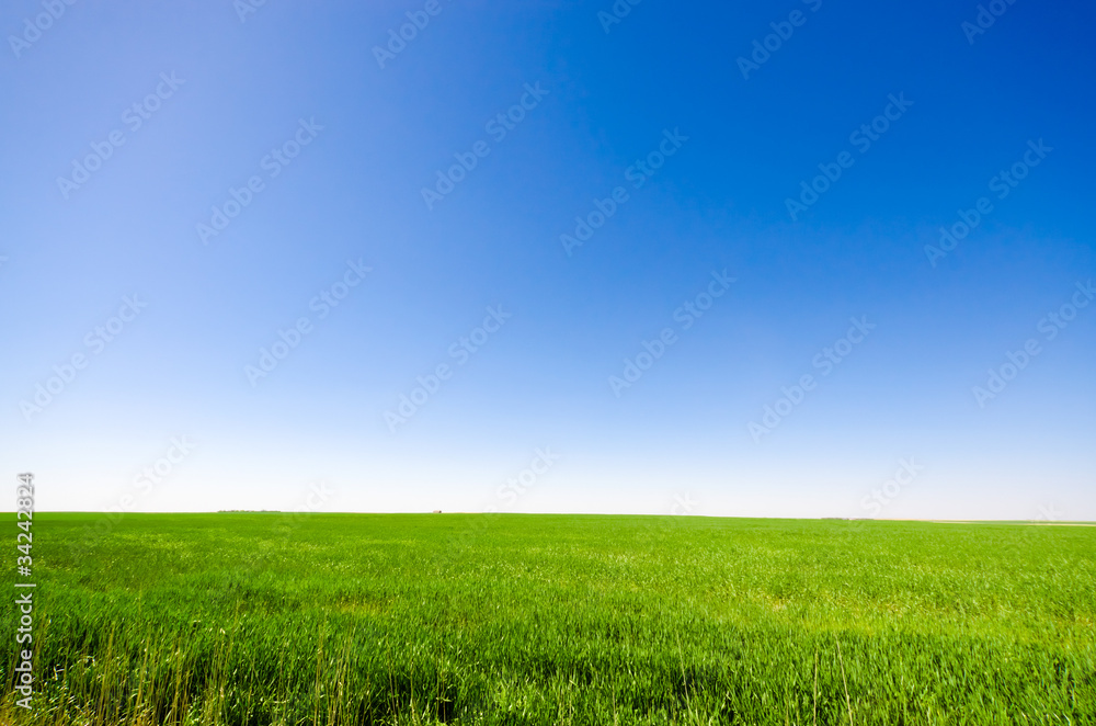 Green meadow under a blue sky