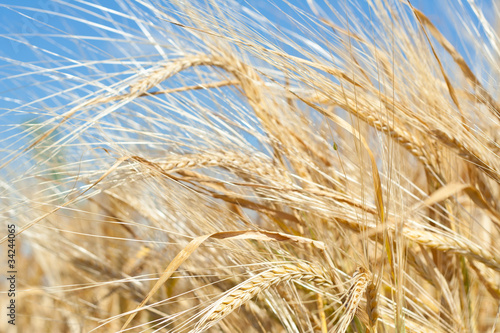 in a wheat field