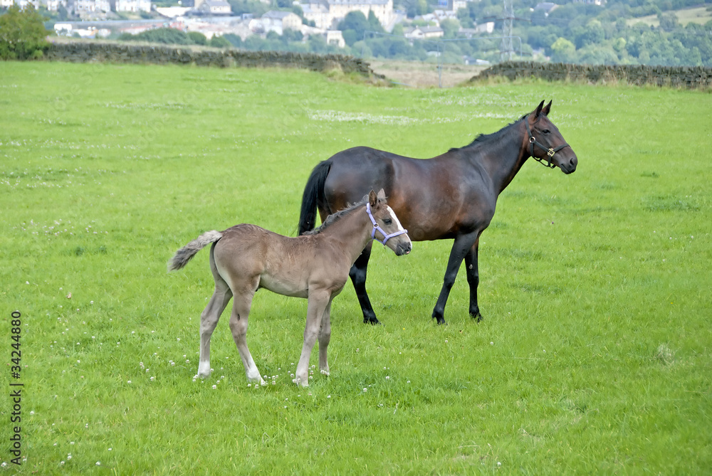 A Chestnut Mare and Foal in a moorland field in Yorkshire A Chestnut Mare and Foal in a moorland field in Yorkshire