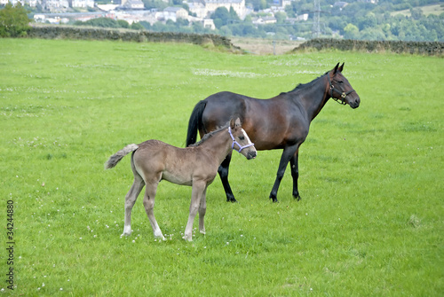 A Chestnut Mare and Foal in a moorland field in Yorkshire
