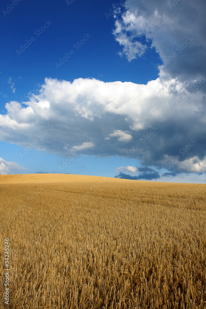Field of Barley with cloudy sky before harvest