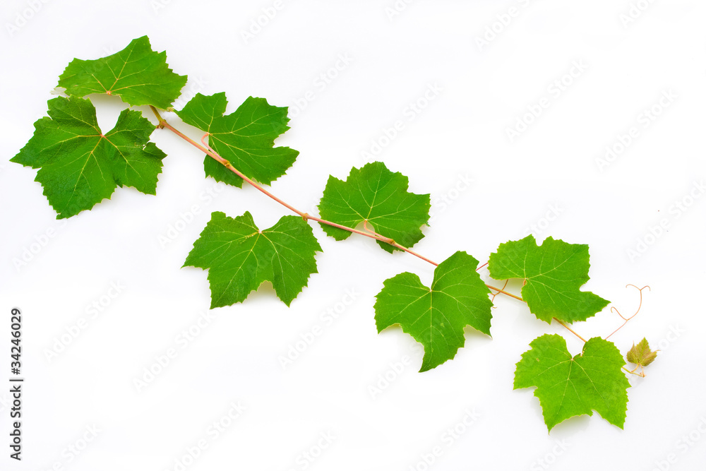 grape leaves grape leaves