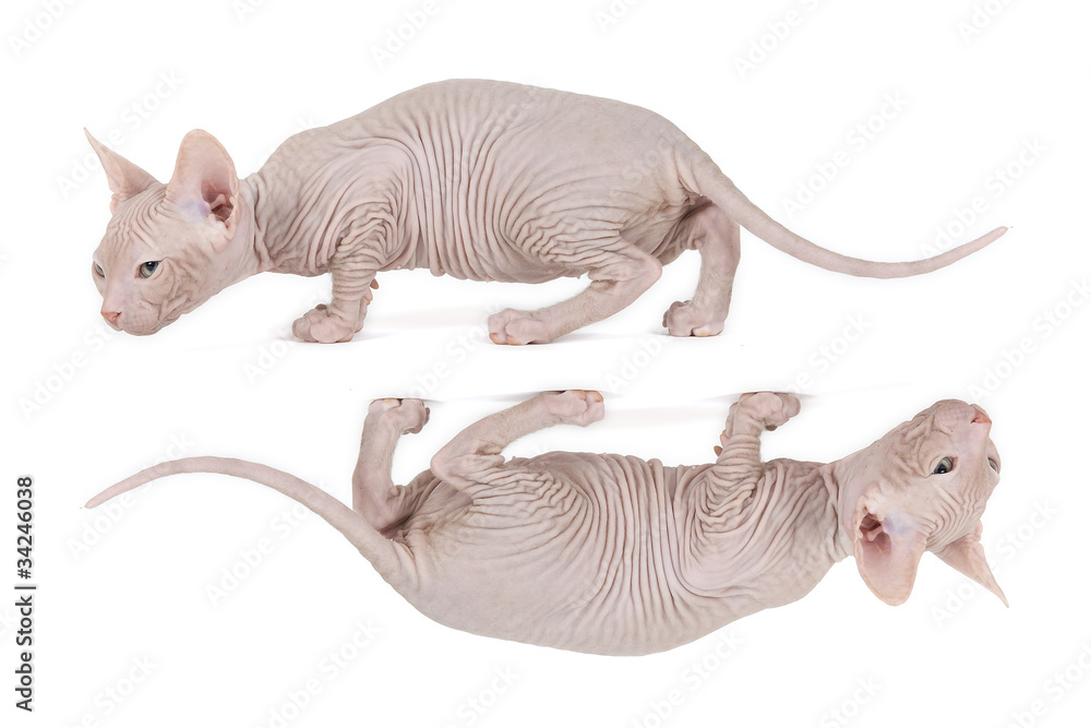 Fototapeta premium Don Sphynx Kitten 18037 doppelt