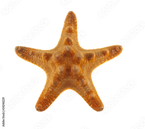 Starfish