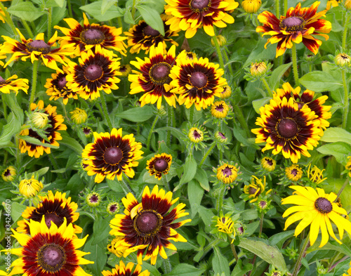 Sunflowers at the farmer's market