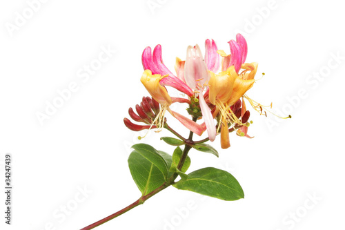 Honeysuckle