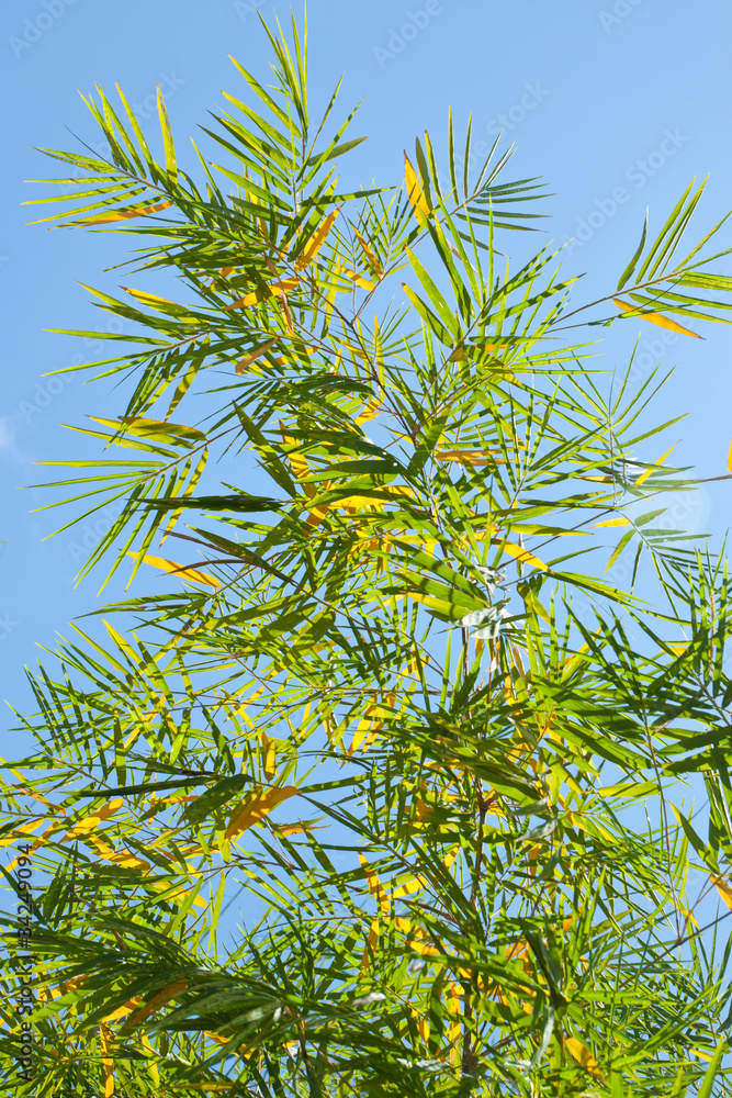 beautiful green bamboo forest beautiful green bamboo forest