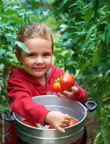 Junges Mädchen erntet reife Tomaten