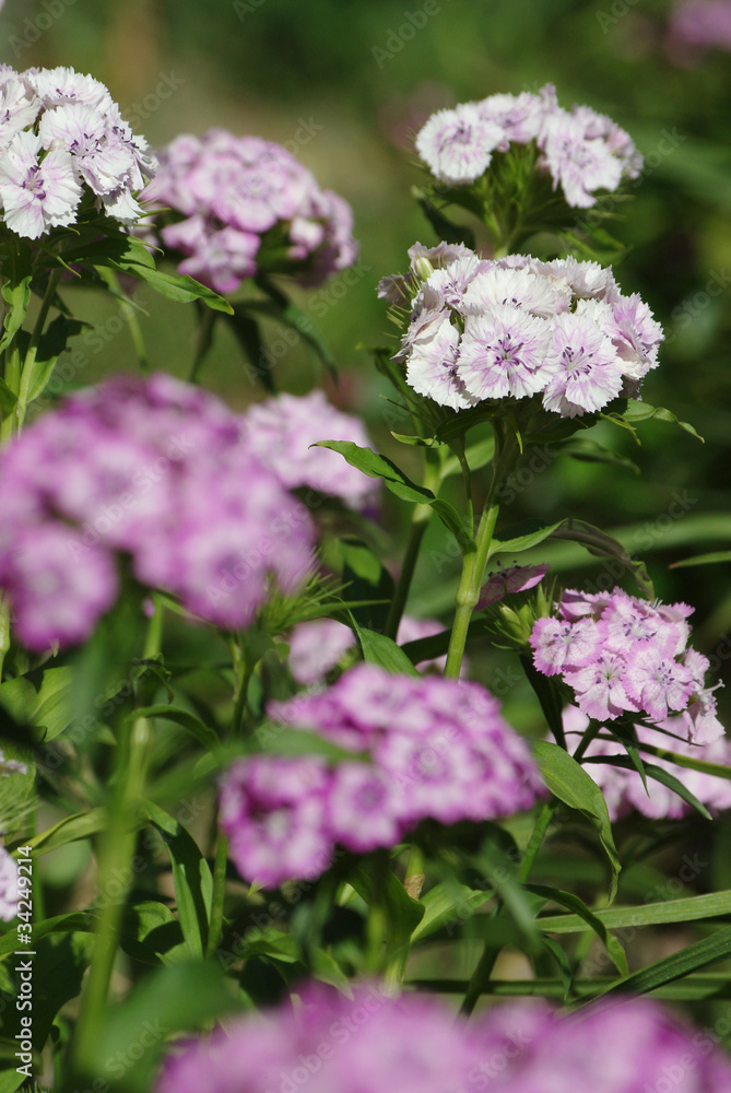 Farbenfrohe Bartnelken Farbenfrohe Bartnelken