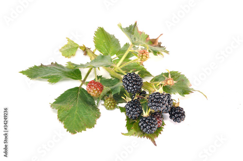 Berries a blackberry
