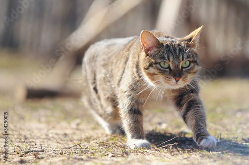 Hunting cat photo