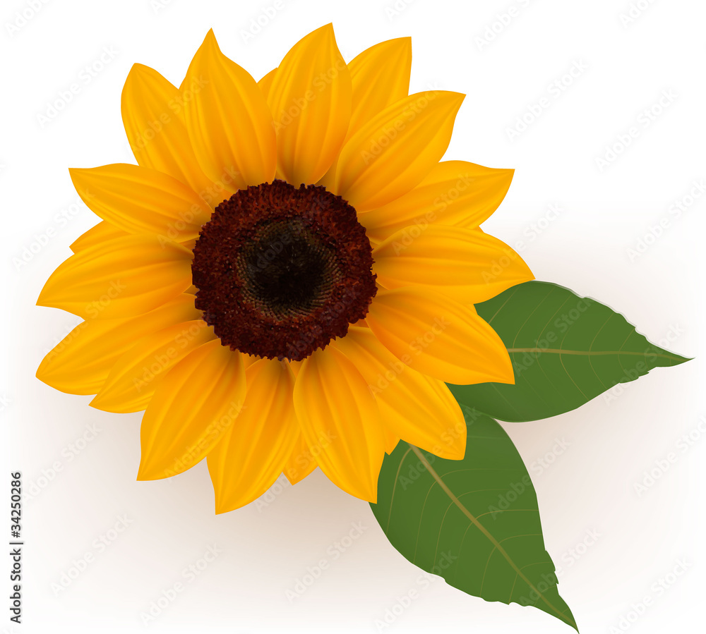 Obraz premium Close up of beautiful yellow sunflower with leaves. Vector.