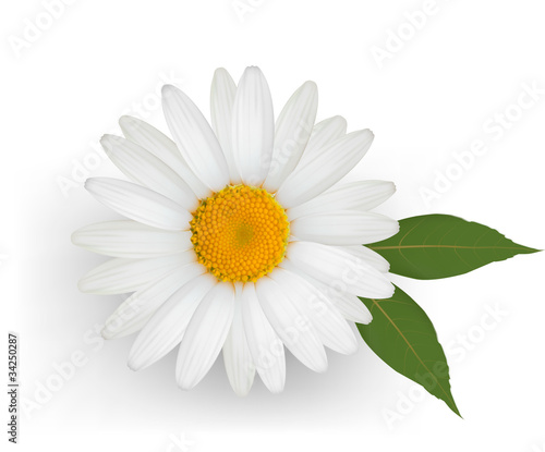 Beautiful daisy flower with leaves. Vector.