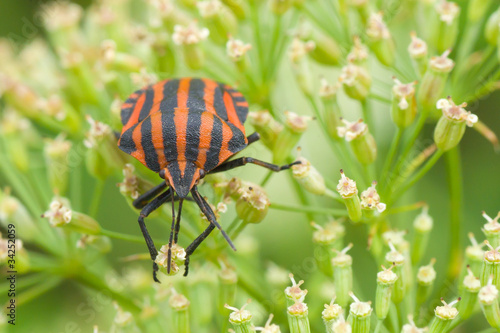 Species of testaceous beetle sitting on his own plant. © Yuri Kravchenko