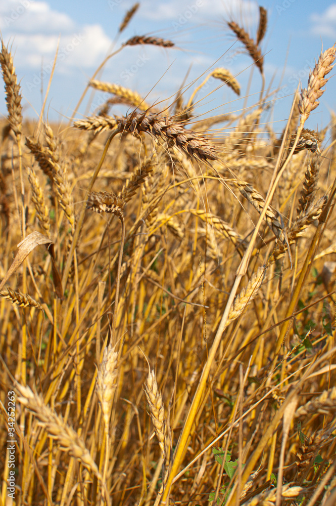 Fototapeta premium spikelets of wheat