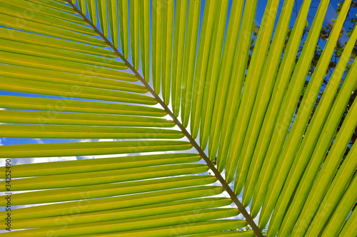 Palmenblatt von unten