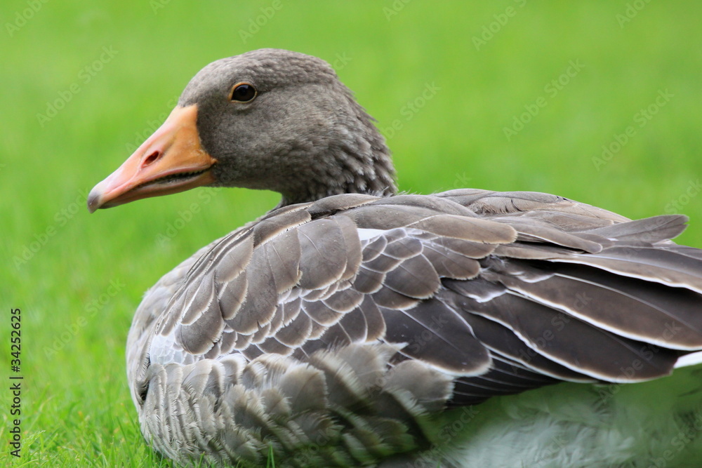 Fototapeta premium Gans-26371b1