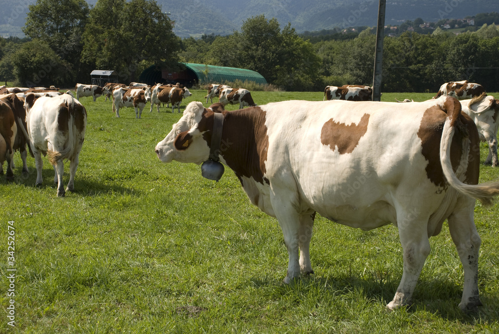 groupe de vaches