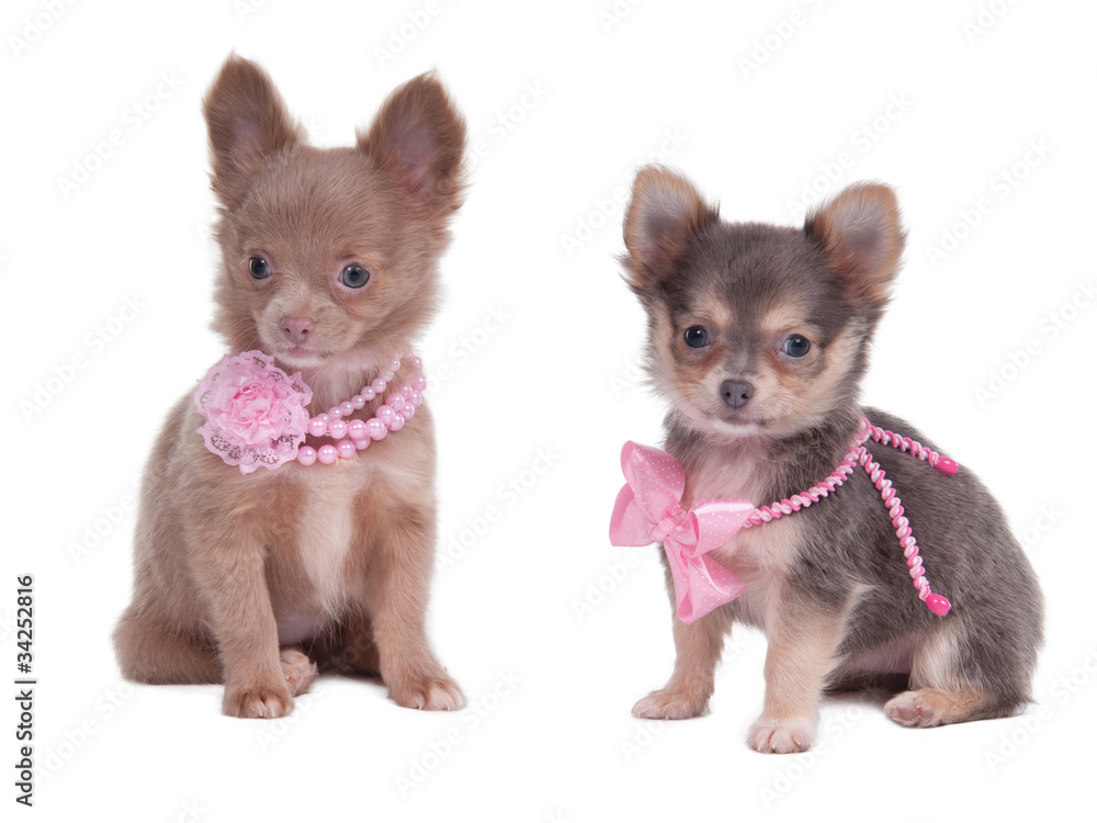 Two female chihuahua puppies wearing pink beads sitting