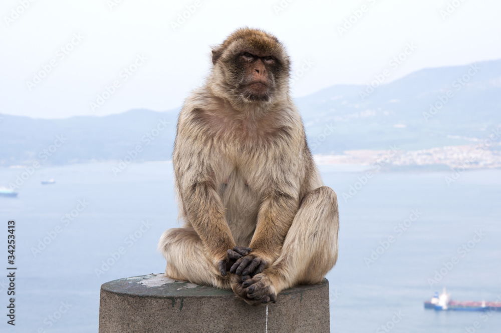 Naklejka premium Monkey