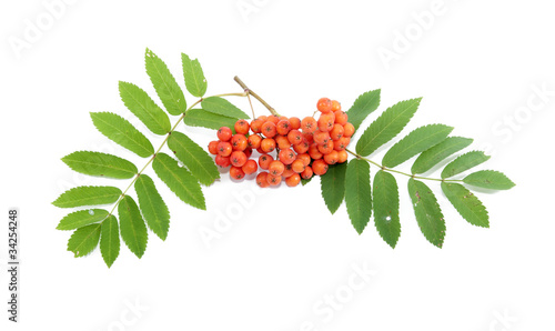 фотографія rowan