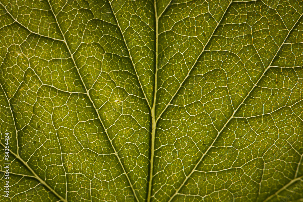Green leaf close-up Green leaf close-up