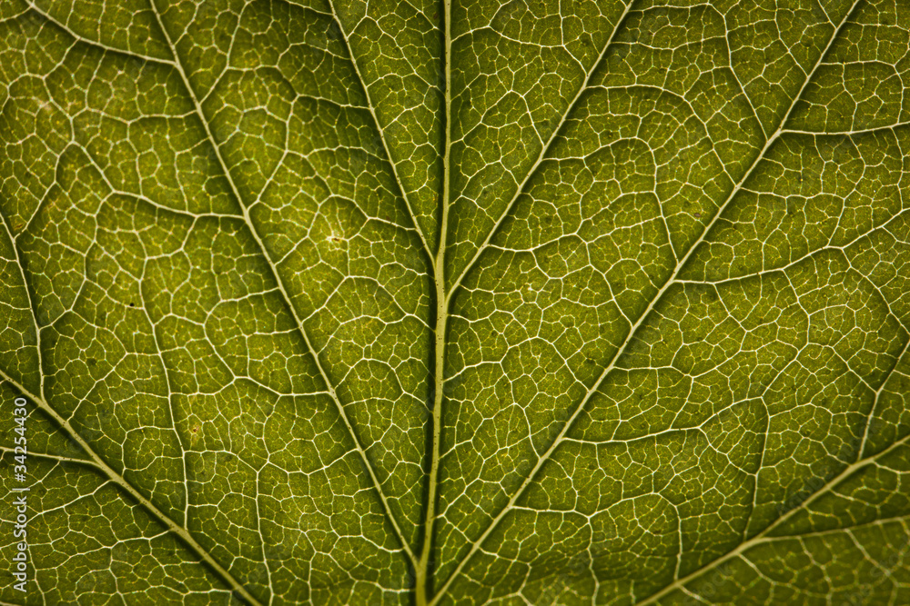 Obraz premium Green leaf close-up