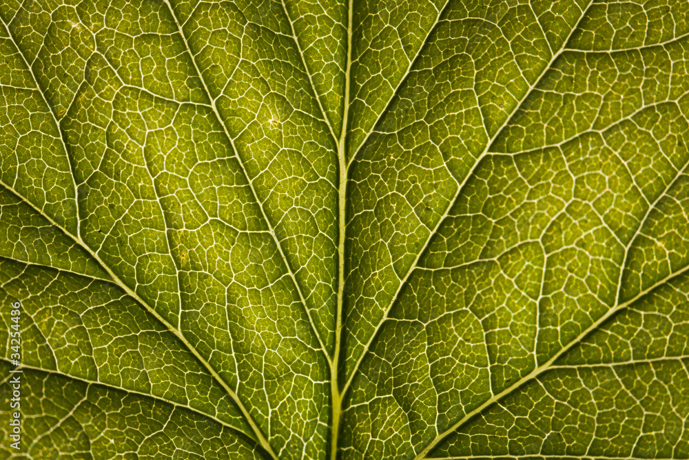 Obraz premium Green leaf close-up