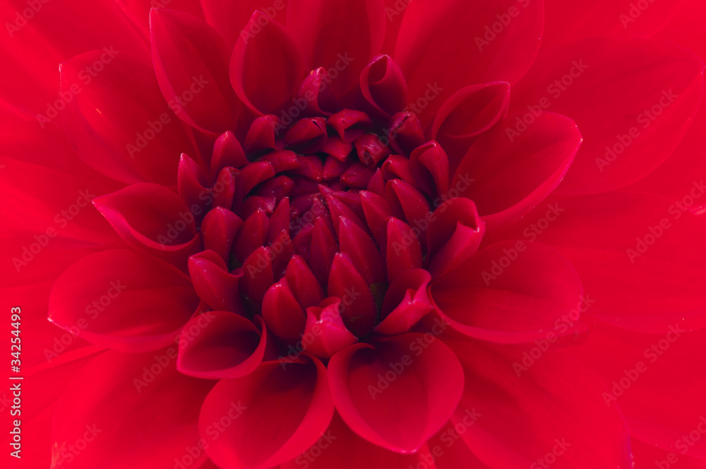 Dahlia