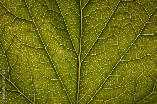 Green leaf close-up