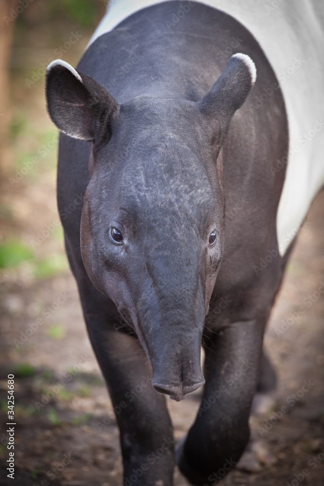 Fototapeta premium Malayan Tapir, also called Asian Tapir (Tapirus indicus)