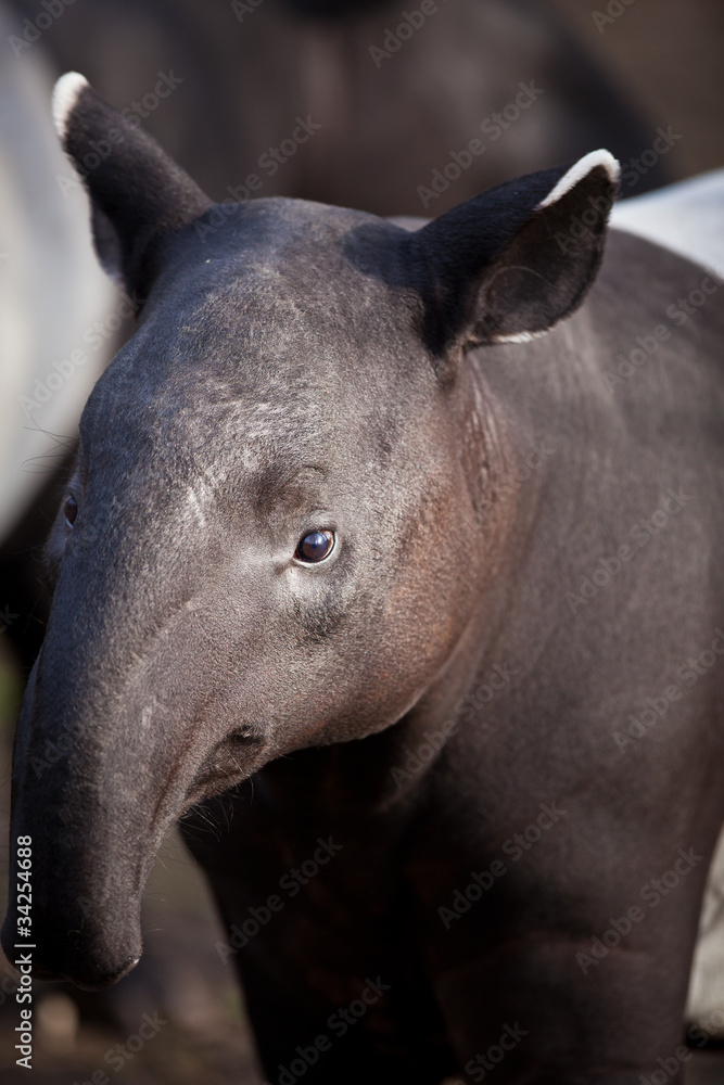 Malayan Tapir, also called Asian Tapir (Tapirus indicus) Malayan Tapir, also called Asian Tapir (Tapirus indicus)