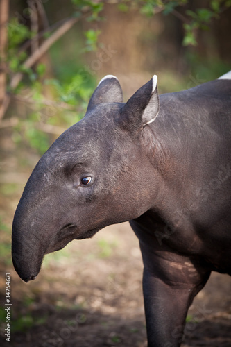 Malayan Tapir, also called Asian Tapir (Tapirus indicus)