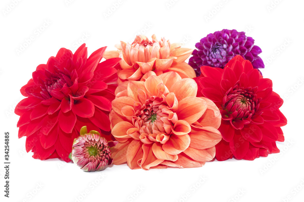 Dahlia