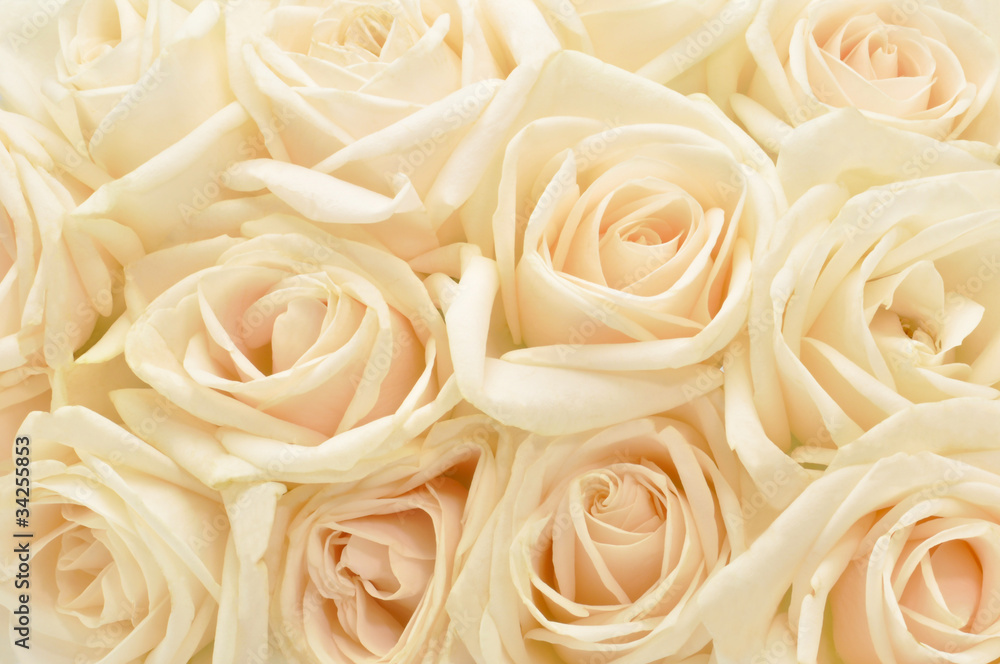 Beautiful white rose background Beautiful white rose background